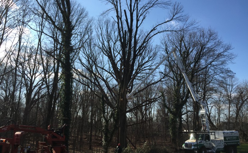 tree trimming